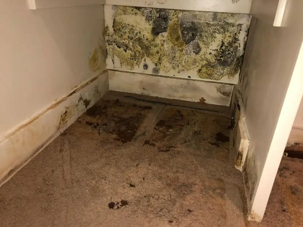 moldy wall in home