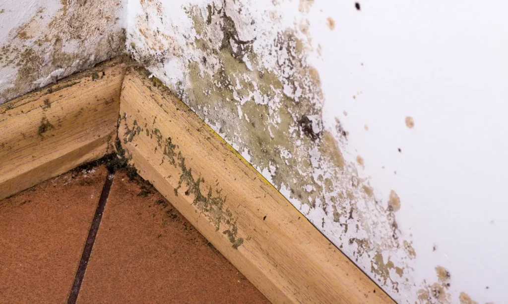 mold on the wall close up